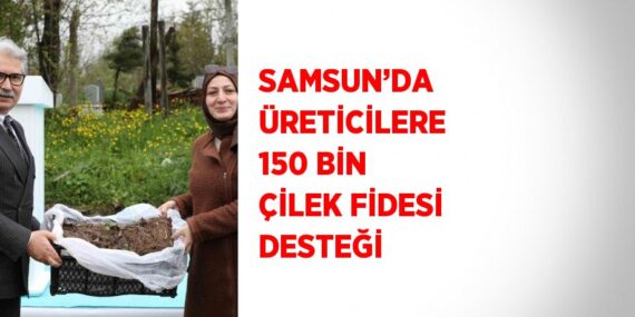 SAMSUN’DA ÜRETİCİLERE 150 BİN ÇİLEK FİDESİ DESTEĞİ