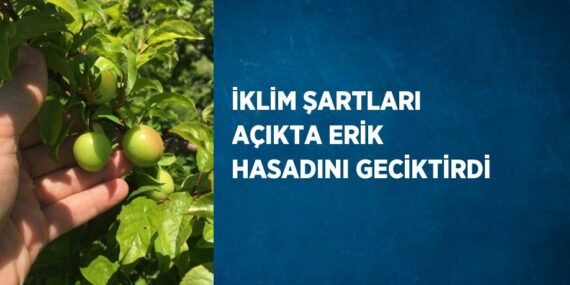 İKLİM ŞARTLARI AÇIKTA ERİK HASADINI GECİKTİRDİ