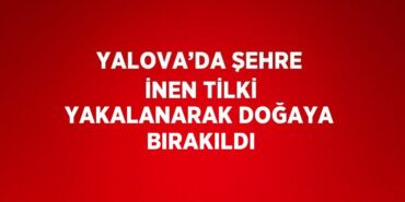 24073284552154928803tasarimli