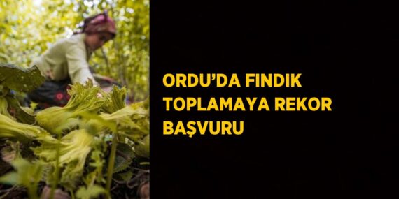 ORDU’DA FINDIK TOPLAMAYA REKOR BAŞVURU