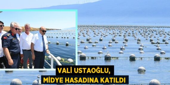 Vali Ustaoğlu, midye hasadına katıldı