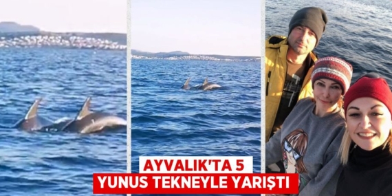 AYVALIK’TA 5 YUNUS TEKNEYLE YARIŞTI