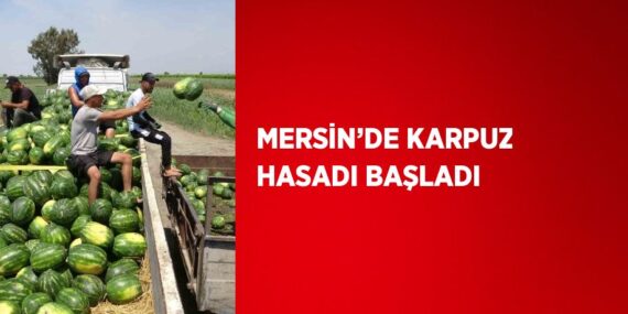 MERSİN’DE KARPUZ HASADI BAŞLADI