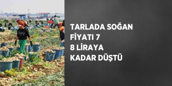 TARLADA SOĞAN FİYATI 7 8 LİRAYA KADAR DÜŞTÜ