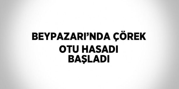 BEYPAZARI’NDA ÇÖREK OTU HASADI BAŞLADI