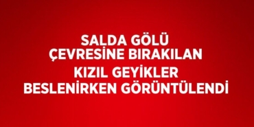 24181225593166023028tasarimli