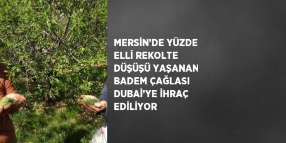MERSİN’DE YÜZDE ELLİ REKOLTE DÜŞÜŞÜ YAŞANAN BADEM ÇAĞLASI DUBAİ’YE İHRAÇ EDİLİYOR