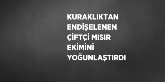 KURAKLIKTAN ENDİŞELENEN ÇİFTÇİ MISIR EKİMİNİ YOĞUNLAŞTIRDI