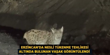 24253298912347121880tasarimli