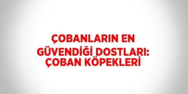 24318285742112124287tasarimli