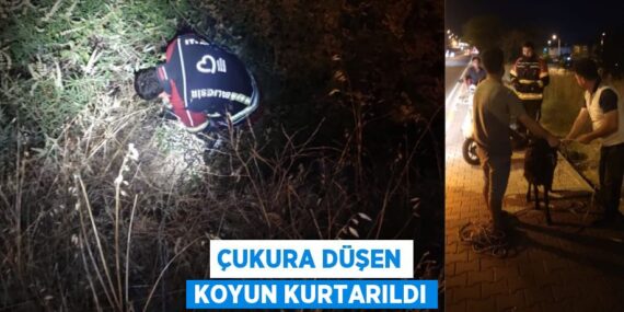Çukura düşen koyun kurtarıldı