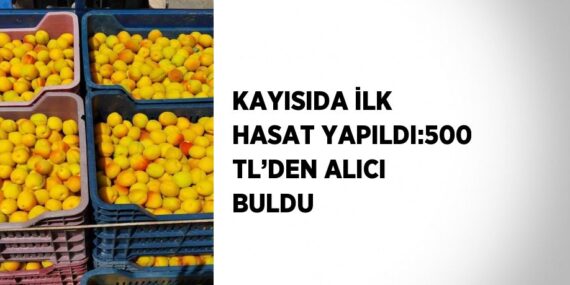 KAYISIDA İLK HASAT YAPILDI:500 TL’DEN ALICI BULDU