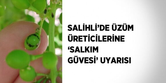 SALİHLİ’DE ÜZÜM ÜRETİCİLERİNE ‘SALKIM GÜVESİ’ UYARISI