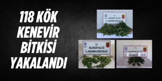 118 KÖK KENEVİR BİTKİSİ YAKALANDI