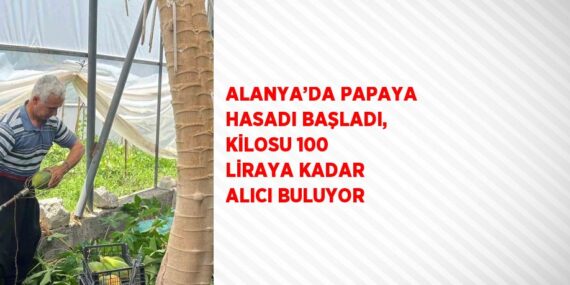 ALANYA’DA PAPAYA HASADI BAŞLADI, KİLOSU 100 LİRAYA KADAR ALICI BULUYOR