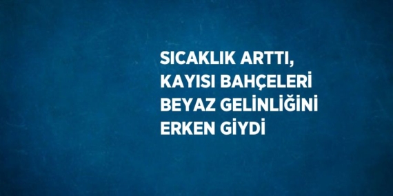 SICAKLIK ARTTI, KAYISI BAHÇELERİ BEYAZ GELİNLİĞİNİ ERKEN GİYDİ