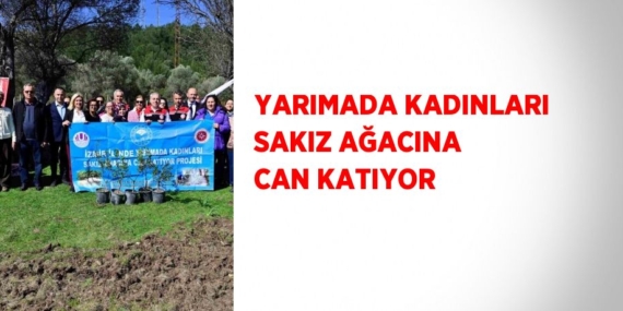 YARIMADA KADINLARI SAKIZ AĞACINA CAN KATIYOR