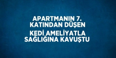 24624221352164420153tasarimli