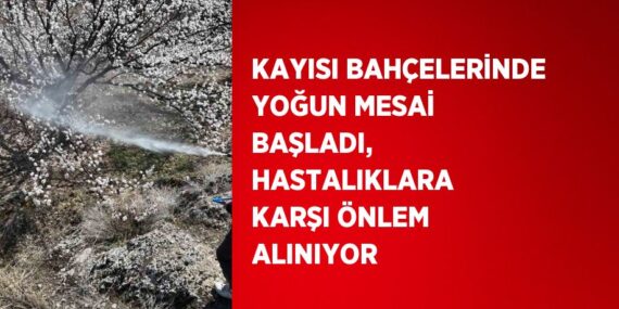 KAYISI BAHÇELERİNDE YOĞUN MESAİ BAŞLADI, HASTALIKLARA KARŞI ÖNLEM ALINIYOR