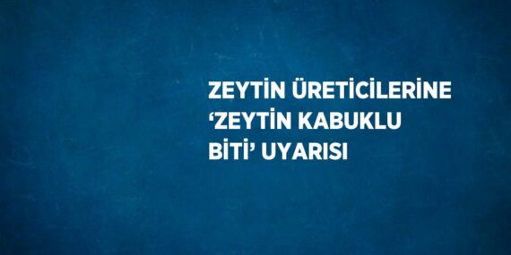 ZEYTİN ÜRETİCİLERİNE ‘ZEYTİN KABUKLU BİTİ’ UYARISI
