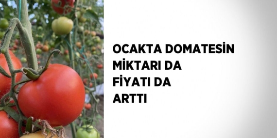 OCAKTA DOMATESİN MİKTARI DA FİYATI DA ARTTI