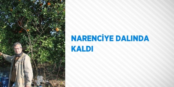 NARENCİYE DALINDA KALDI