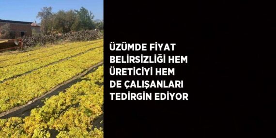 ÜZÜMDE FİYAT BELİRSİZLİĞİ HEM ÜRETİCİYİ HEM DE ÇALIŞANLARI TEDİRGİN EDİYOR