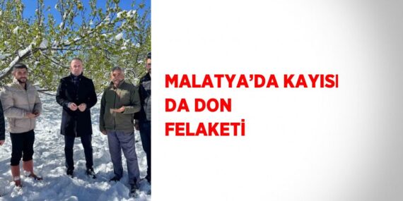 MALATYA’DA KAYISI DA DON FELAKETİ