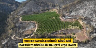 24811301562534025006tasarimli