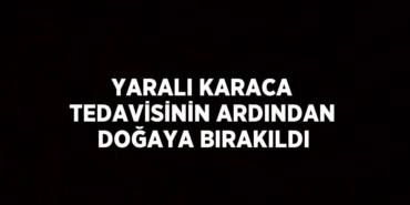 24817265342672523991tasarimli