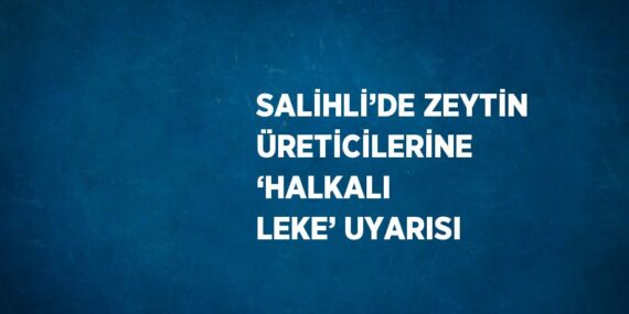 SALİHLİ’DE ZEYTİN ÜRETİCİLERİNE ‘HALKALI LEKE’ UYARISI