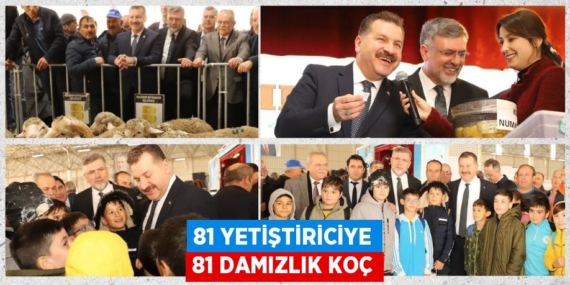81 YETİŞTİRİCİYE 81 DAMIZLIK KOÇ