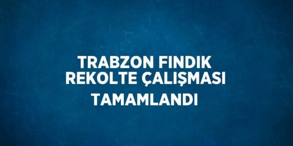 TRABZON FINDIK REKOLTE ÇALIŞMASI TAMAMLANDI