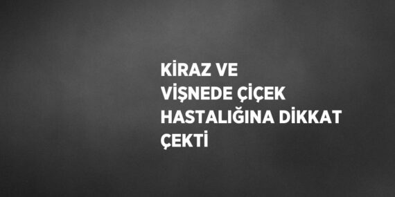 KİRAZ VE VİŞNEDE ÇİÇEK HASTALIĞINA DİKKAT ÇEKTİ