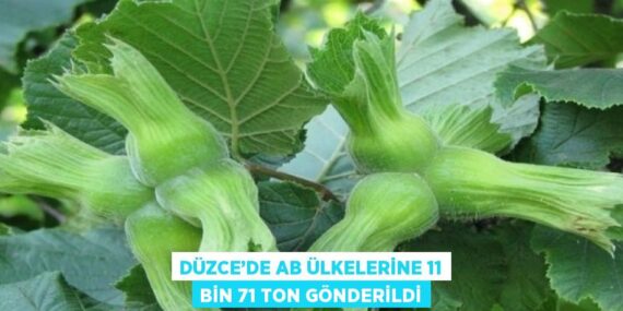 DÜZCE’DE AB ÜLKELERİNE 11 BİN 71 TON GÖNDERİLDİ