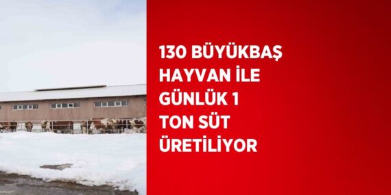 130 BÜYÜKBAŞ HAYVAN İLE GÜNLÜK 1 TON SÜT ÜRETİLİYOR