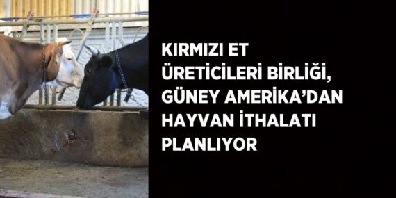 KIRMIZI ET ÜRETİCİLERİ BİRLİĞİ, GÜNEY AMERİKA’DAN HAYVAN İTHALATI PLANLIYOR