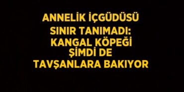 24946237972893828657tasarimli