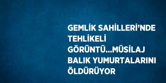 GEMLİK SAHİLLERİ’NDE TEHLİKELİ GÖRÜNTÜ…MÜSİLAJ BALIK YUMURTALARINI ÖLDÜRÜYOR