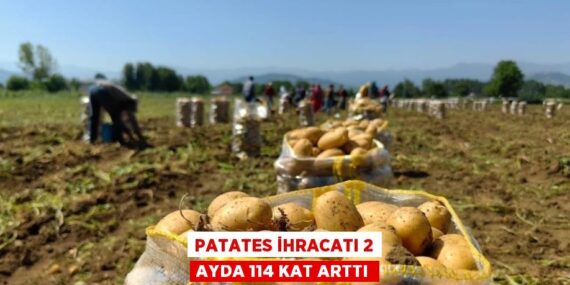 PATATES İHRACATI 2 AYDA 114 KAT ARTTI