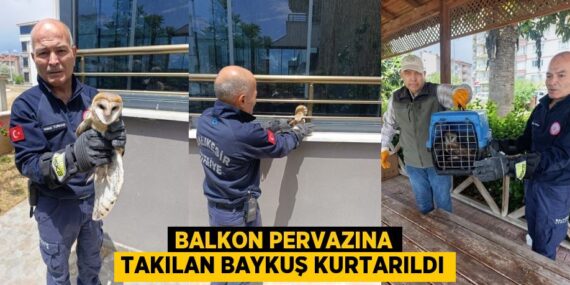 BALKON PERVAZINA TAKILAN BAYKUŞ KURTARILDI