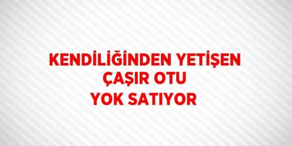 KENDİLİĞİNDEN YETİŞEN ÇAŞIR OTU YOK SATIYOR