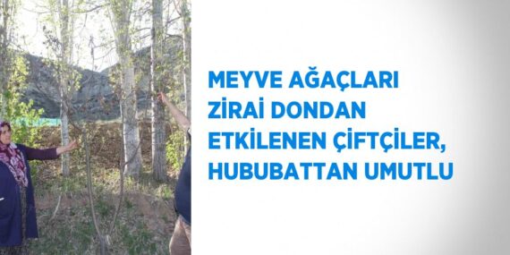 MEYVE AĞAÇLARI ZİRAİ DONDAN ETKİLENEN ÇİFTÇİLER, HUBUBATTAN UMUTLU