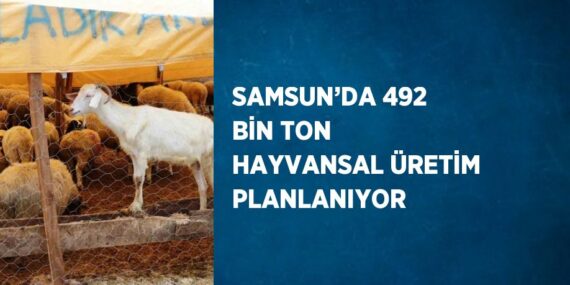 SAMSUN’DA 492 BİN TON HAYVANSAL ÜRETİM PLANLANIYOR