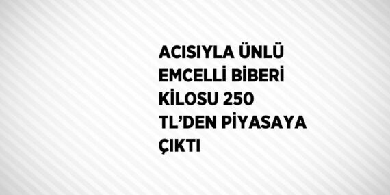 ACISIYLA ÜNLÜ EMCELLİ BİBERİ KİLOSU 250 TL’DEN PİYASAYA ÇIKTI