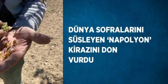 DÜNYA SOFRALARINI SÜSLEYEN ‘NAPOLYON’ KİRAZINI DON VURDU