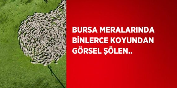 BURSA MERALARINDA BİNLERCE KOYUNDAN GÖRSEL ŞÖLEN..
