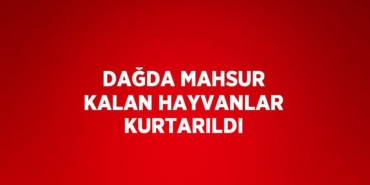 25255308683161025998tasarimli