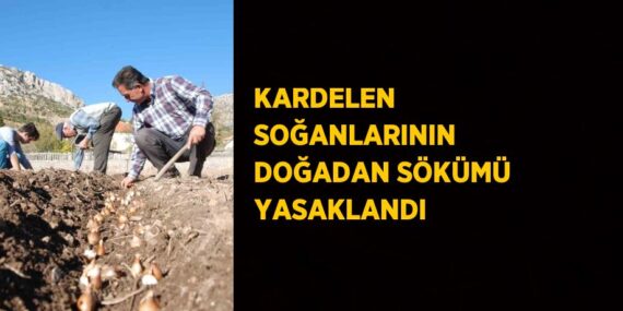 KARDELEN SOĞANLARININ DOĞADAN SÖKÜMÜ YASAKLANDI