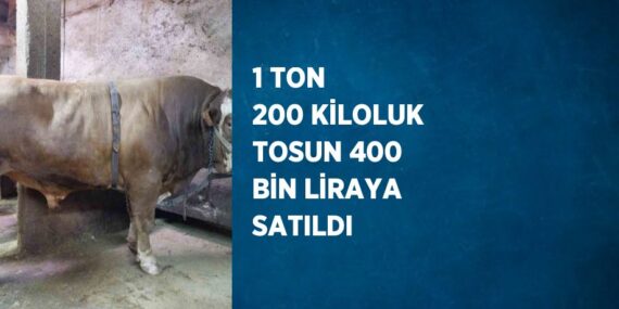 1 TON 200 KİLOLUK TOSUN 400 BİN LİRAYA SATILDI